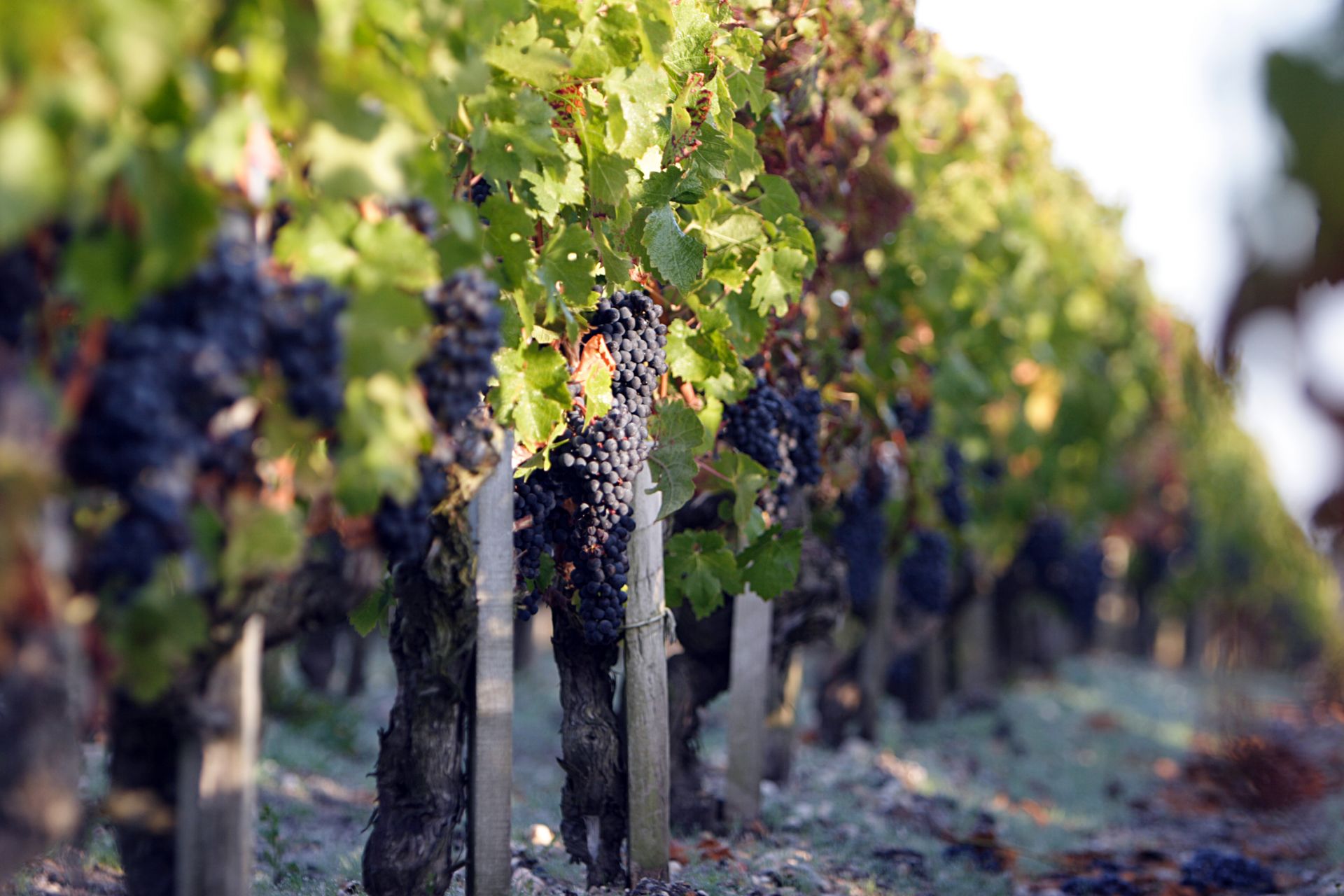 Harvest Time Luncheon - Château Phélan Ségur